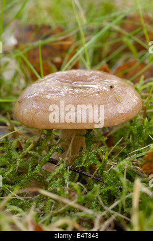 Oakbug Milkcap Pilz, Lactarius Quietus, Caldons Holz, Cree Tal, Dumfries & Galloway Stockfoto