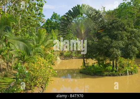 Ein Garten im Sepilok in der Nähe der Orang-Utan Sanctuary Sabah Malaysia Stockfoto