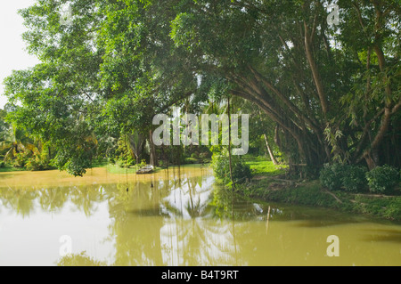 Ein Banyan-Baum hängen über einem See in einem Garten in der Nähe von Orang Utan Sanctuary in Sepilok Sabah Malaysia Stockfoto