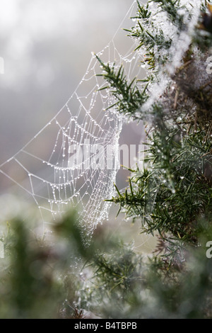 Ein Ginster Bush und Spinnennetz in Tau bedeckt. Nebliger Morgen im New Forest. Hampshire. UK Stockfoto