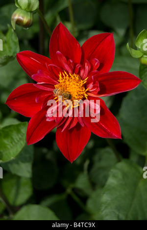 Dahlie "Don Hill" Stockfoto
