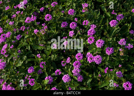 Eisenkraut "La France" Stockfoto