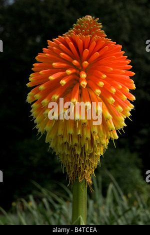 Kniphofia Rooperi, rote heiße Poker Stockfoto