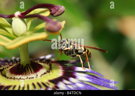 Polistes Gallicus Papier Wespe auf Passionsblume Stockfoto