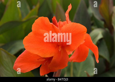 Rote Canna Lilie aus nächster Nähe wächst in einem Garten Madeira Portugal EU Europa Stockfoto