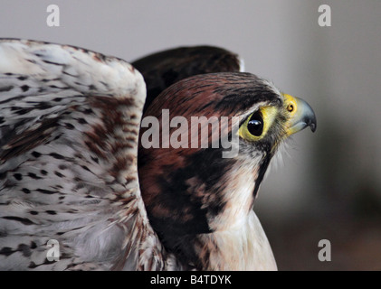 Lanner Falcon (Falco Biarmicus) im Profil, UK Stockfoto