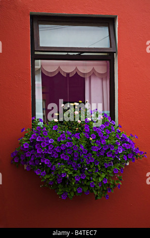 Fenster-Blumen-West Cork-Irland Stockfoto