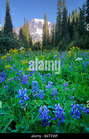 Wildblumenwiese im Bereich von Tatoosh in Mount Rainier Nationalpark, Washington Stockfoto