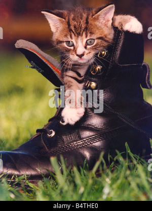 Ein Kätzchen in einem boot Stockfoto