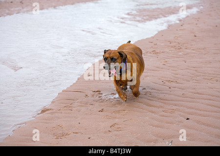 In den alten Hund gibt es noch Leben!! Stockfoto