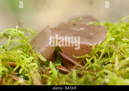 Buche Jellydisc Pilz, Neobulgaria Pura, wachsen auf gefallenen Buche Niederlassungen in Carstramon Holz, Dumfries & Galloway Stockfoto