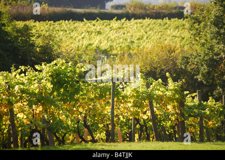 Reihen von Weinreben, Kapelle, Weingut, kleine Hythe Straße, Tenterden, Kent, Großbritannien Stockfoto