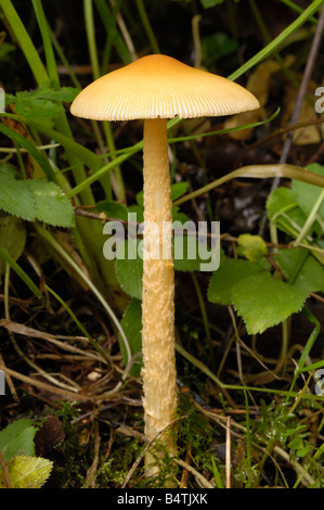 Orange Grisette Pilze, Amanita Crocea, wachsen auf dem Boden in gemischt Wald, Flotte Tal, Dumfries & Galloway Stockfoto