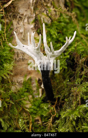 Kerze Schnupftabak Pilz oder Stag es Horn, Xylaria Hypoxylon, Pilze wachsen auf Baumstumpf im Mischwald Stockfoto