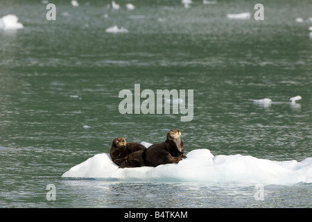 Zwei Erwachsene Otter ruht auf einer Eisscholle, Prince William Sound, Alaska Stockfoto