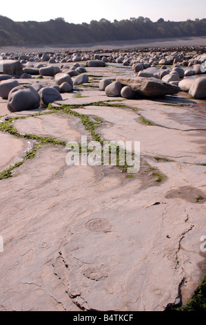 Eine Küste geologischen SSSI in der Nähe von Lilstock in North Somerset mit Vorland Belichtungen von Blue Lias Stockfoto