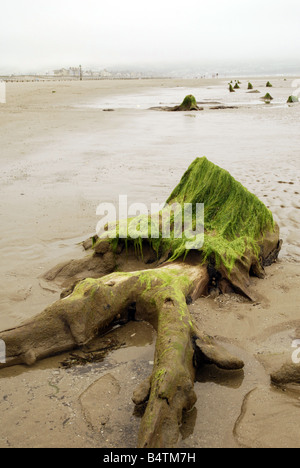 Alten Baumstumpf, Teil des versteinerten versunkenen Waldes am Borth, Cardigan Bay Küste Stockfoto