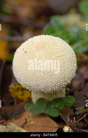 Gemeinsamen Puffball Pilze, Lycoperdon Perlatum, wachsen auf dem Boden in gemischt Wald, Flotte Tal, Dumfries & Galloway Stockfoto