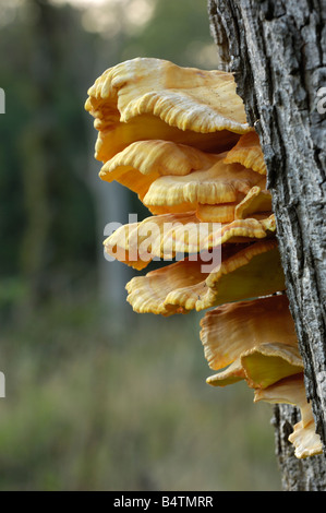 Huhn des Waldes, auch bekannt als Schwefel Polypore, Laetiporus Sulphureus, Pilze wachsen auf Eiche Stockfoto