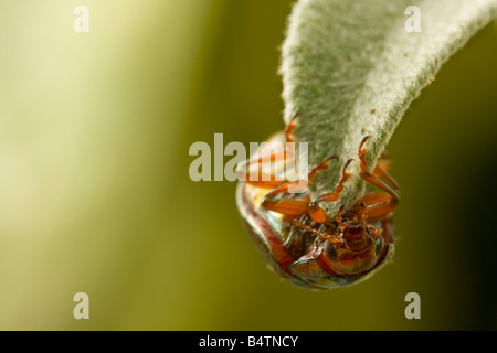 Rosemary Getreidehähnchen, Chrysolina americana Stockfoto