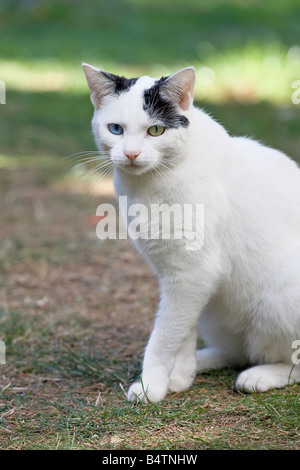Porträt einer jungen weiblichen odd-eyed Katze (Felis catus) sitzen auf Gras Stockfoto