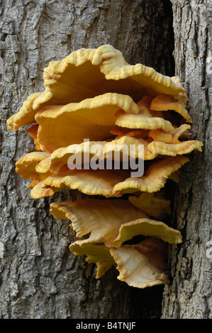 Huhn des Waldes, auch bekannt als Schwefel Polypore, Laetiporus Sulphureus, Pilze wachsen auf Eiche Stockfoto