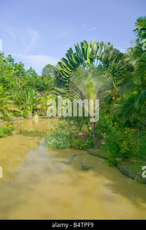 Ein Garten im Sepilok in der Nähe der Orang-Utan Sanctuary Sabah Malaysia Stockfoto