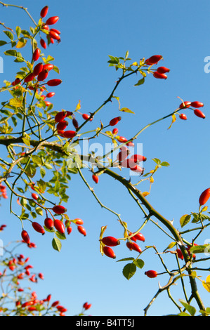 Hagebutten wachsen in Hampshire gegen ein strahlend blauer Himmel Stockfoto