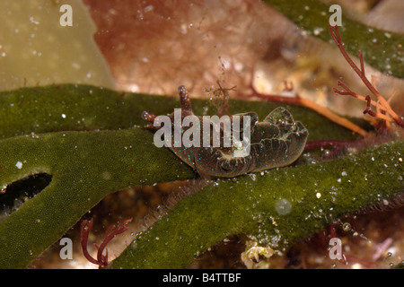 Eine Meeresschnecke Elysia Viridis Elysiidae auf seine Foodplant samt Horn Codium Hornkraut eine grüne Algen-UK Stockfoto