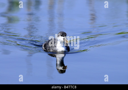 Baby-Blässhuhn versucht, einige Essen Unkraut Rainham Marshes 08 06 2008 Credit Garry Bowden Stockfoto