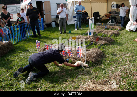 Frettchen-Rennen in den Midlands Spiel fair Weston Park Shropshire England uk Stockfoto