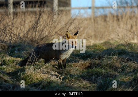 Rotfuchs im Gestrüpp Stockfoto