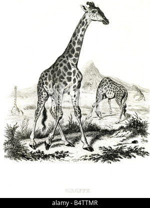 Zoologie/Tiere, Säugetier/Säugetiere, Giraffe (Giraffa camelopardalis), Stahlgravur, 19. Jahrhundert, Stockfoto