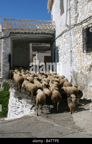 eine Herde von Schafen im Dorf Capilerilla in der Alpujarra, Granada, Spanien Stockfoto