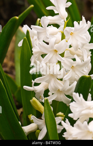 Nahaufnahme von einer weißen Blume, niederländische Hyazinthe. Stockfoto