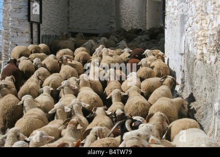 eine Herde von Schafen im Dorf Capilerilla in der Alpujarra, Granada, Spanien Stockfoto