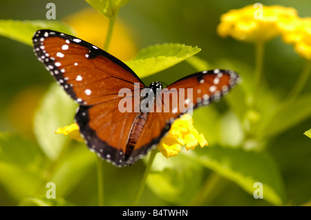 Königin Schmetterling Danaus gilippus Stockfoto