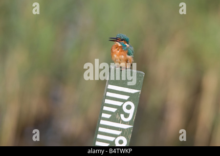 Eisvogel Alcedo Atthis Männchen thront auf einer Messung Post Berufung Stockfoto