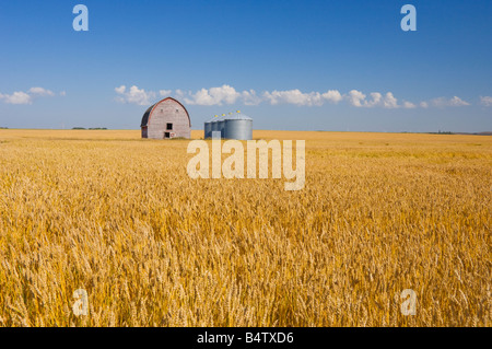 Eine Reife Weizenfeld mit einer alten Scheune und Korn Lagerplätze in der Nähe von Brüssel, Manitoba Kanada Stockfoto