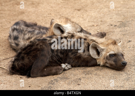 Gefleckte Hyäne Cubs (Crocuta Crocuta) im Kruger National Park, Südafrika Stockfoto