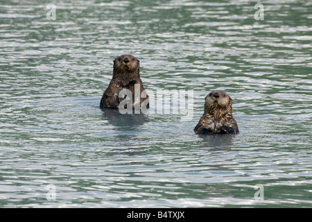 Curious Seeotter (Enhydra Lutris) Schwimmen im Prinz-William-Sund in Alaska Stockfoto