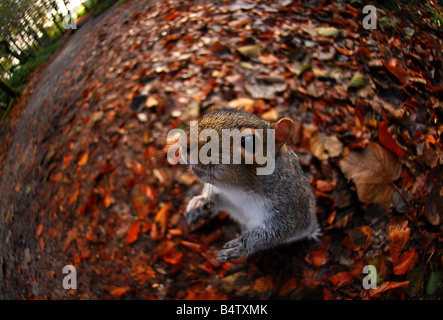 Ein graues Eichhörnchen Sciurus Carolinensis Tehidy Woods, Cornwall, England. Stockfoto