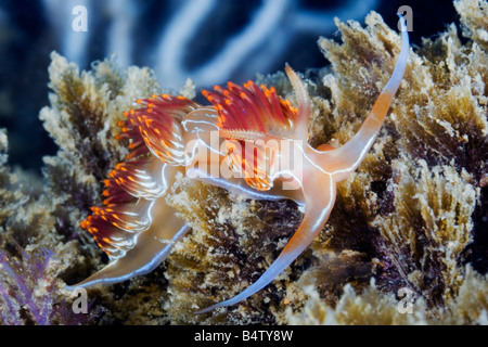 Eine rote, gelbe und blaue Farbige Nacktschnecken oder Seeschnecke macht seinen Weg über ein Riff in der portugiesischen Algarve-Meer. Stockfoto