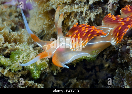 Eine rote, gelbe und blaue Farbige Nacktschnecken oder Seeschnecke macht seinen Weg über ein Riff in der portugiesischen Algarve-Meer. Stockfoto