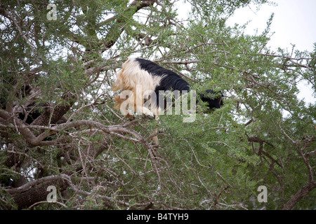 Afrikanische Ziegen auf Argania Bäume im Feld in der Nähe von Marrakesch Marokko. Horizontale. 81060 Morocco-Ziegen Stockfoto