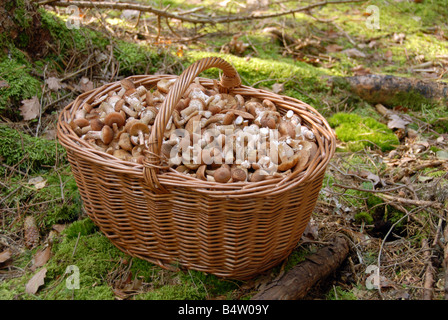 Pilze in großen Korb auf Hintergrund von grünem Rasen Stockfoto