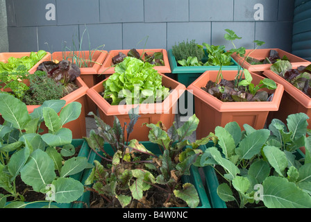 Gemüse auf städtischen Dach London urban Veggie Garten wächst