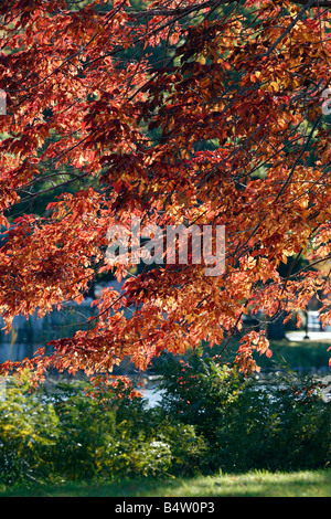 Laub, die Esplanade, Boston, Massachusetts Stockfoto