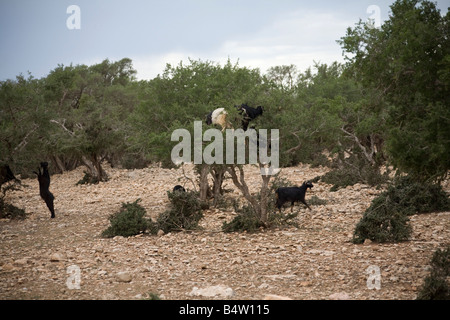 Afrikanische Ziegen auf Argania Bäume im Feld in der Nähe von Marrakesch Marokko. Horizontale. 81052 Morocco-Ziegen Stockfoto