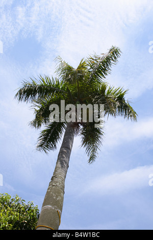 Kokospalme mit blauem Himmel Stockfoto